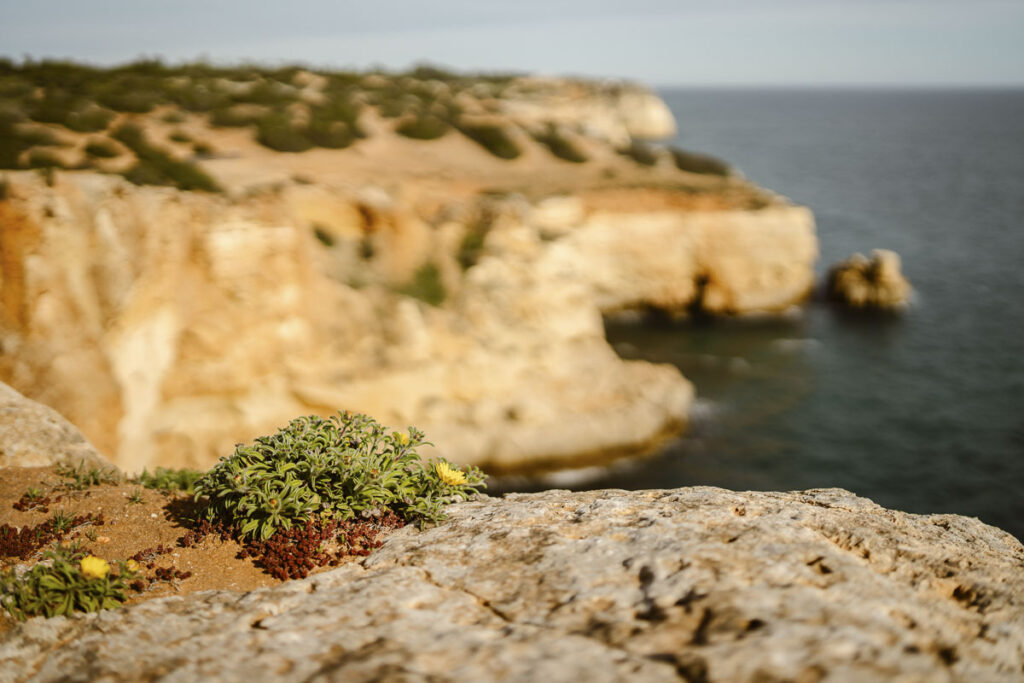 Foliage on cliff in Alvor, Portugal