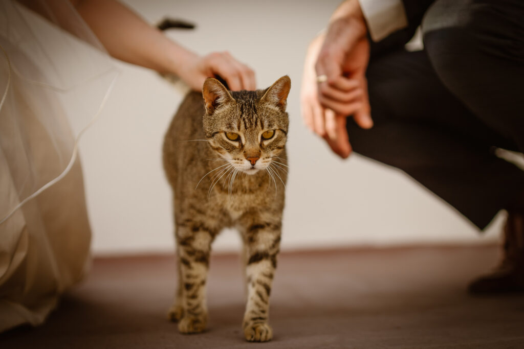 Bride and groom pet cat in Loule, Portugal